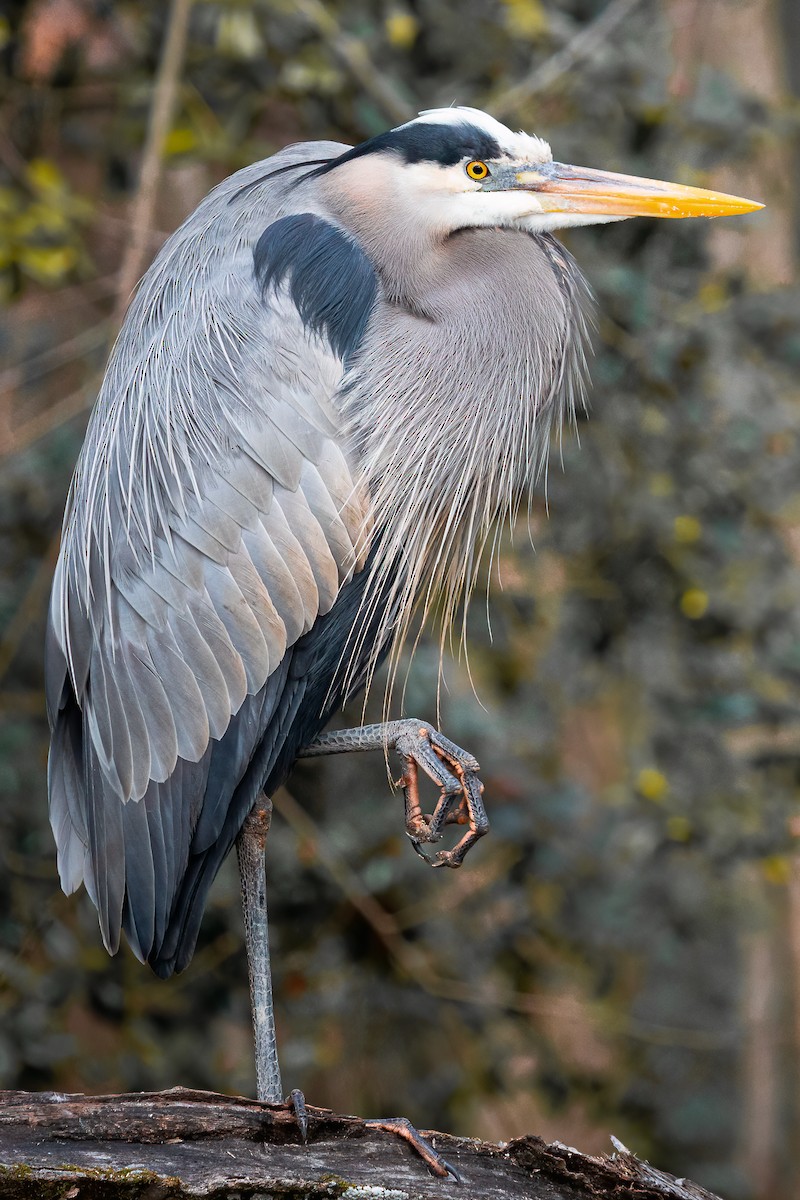 Great Blue Heron - ML612818417