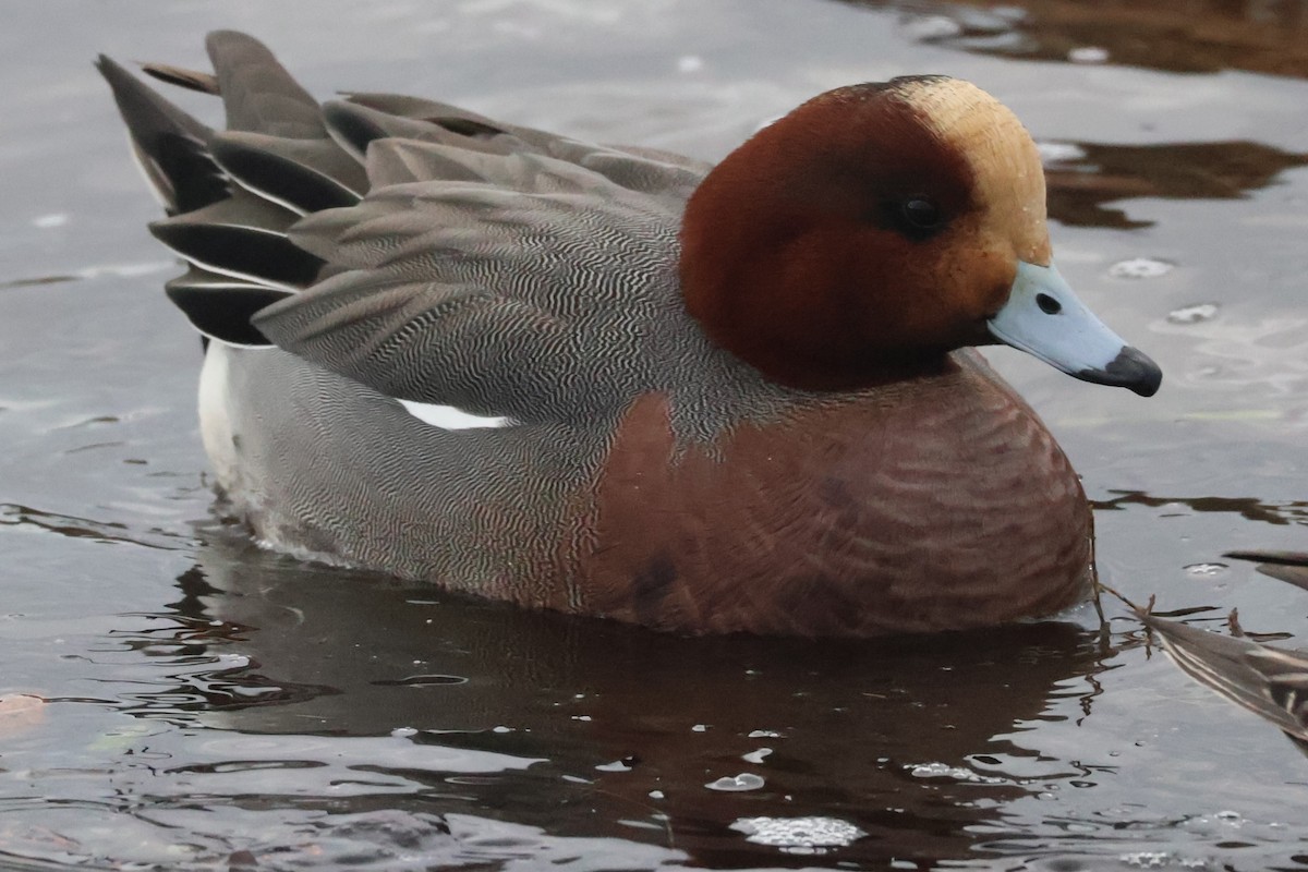 Eurasian Wigeon - ML612818430