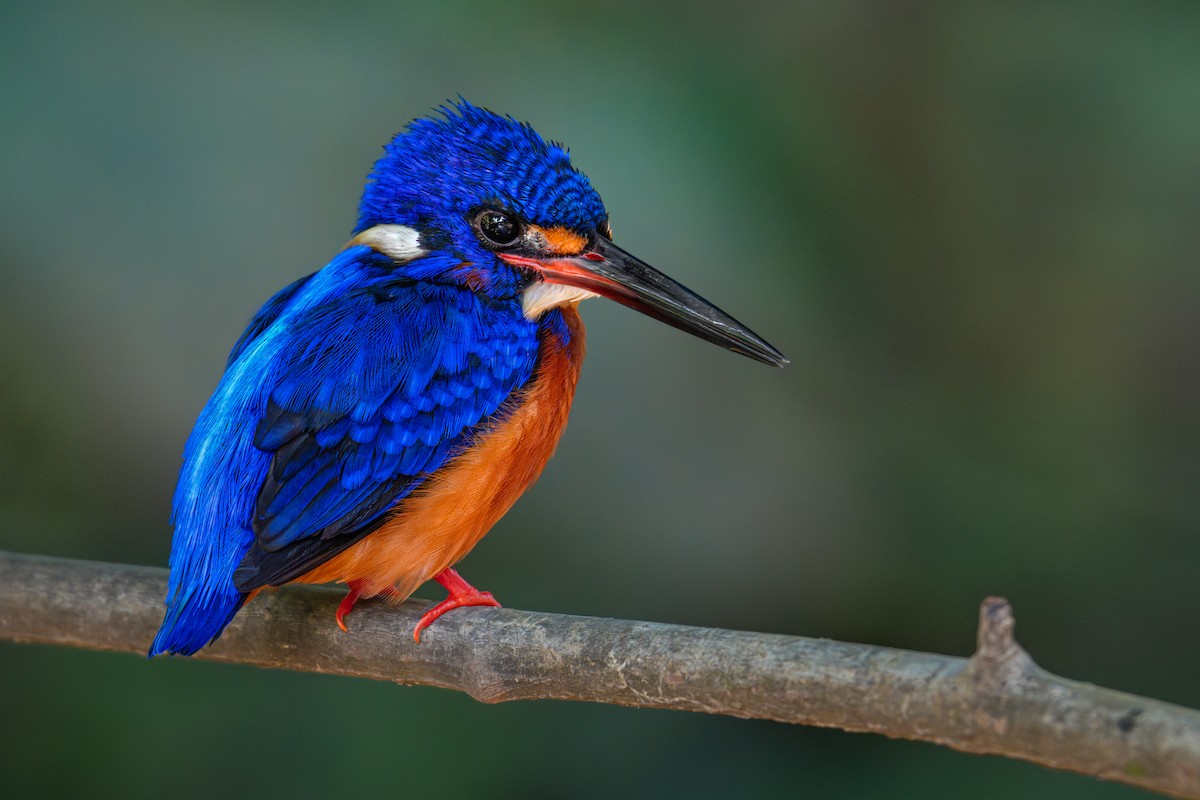 Blue-eared Kingfisher - ML612818442
