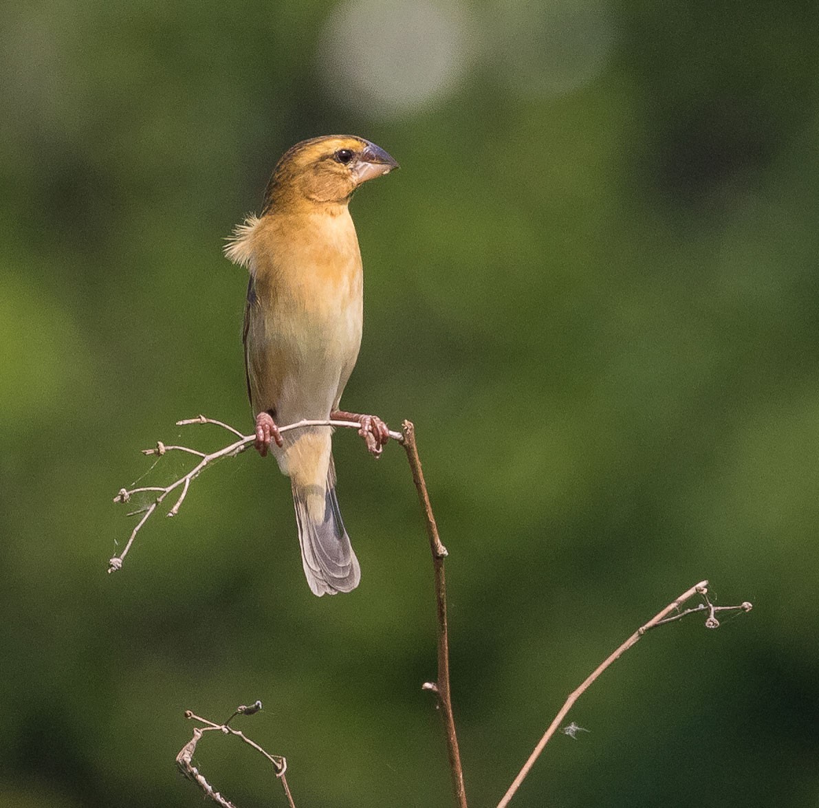 Asian Golden Weaver - ML612818528