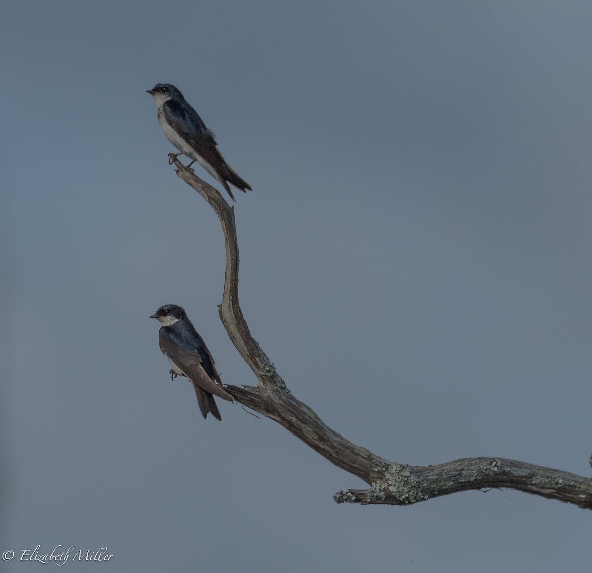 Golondrina Bicolor - ML61281861