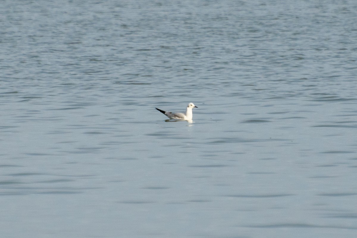 Bonaparte's Gull - Dawn S