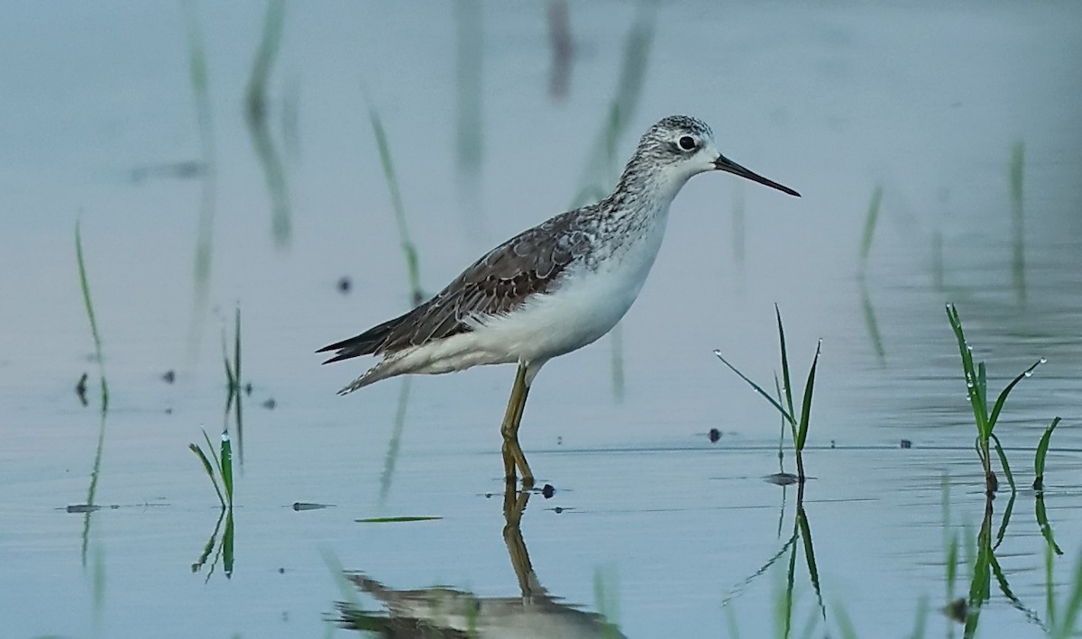 Marsh Sandpiper - ML612818723