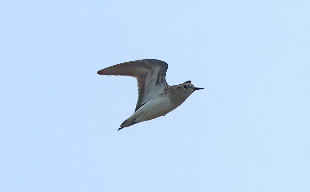 Temminck's Stint - ML612818725