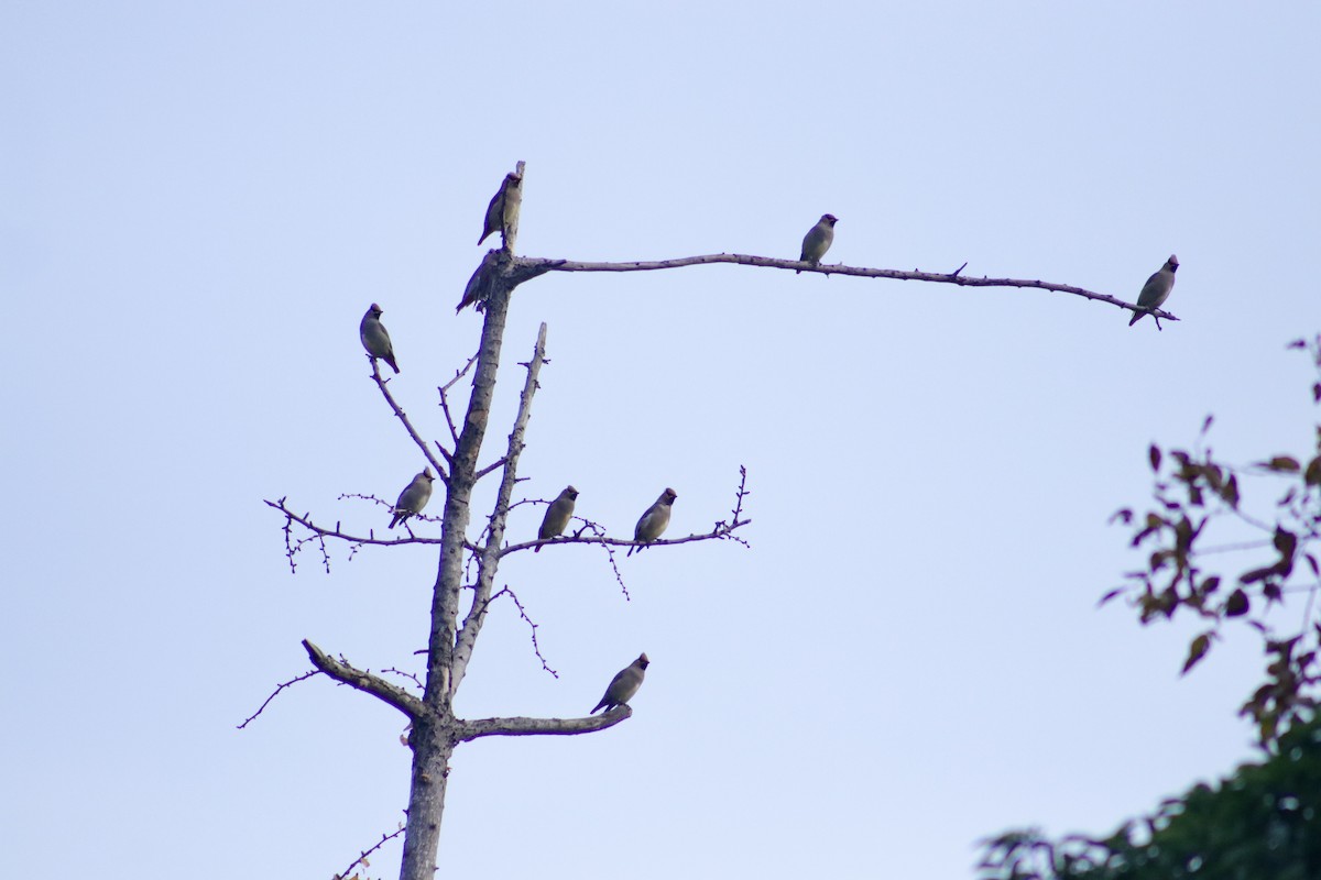 Japanese Waxwing - ML612818728