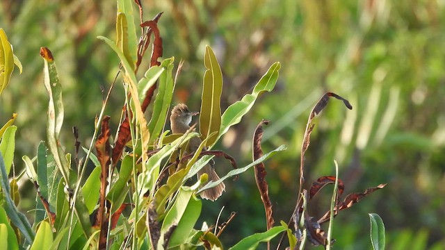 Clamorous Reed Warbler - ML612818732