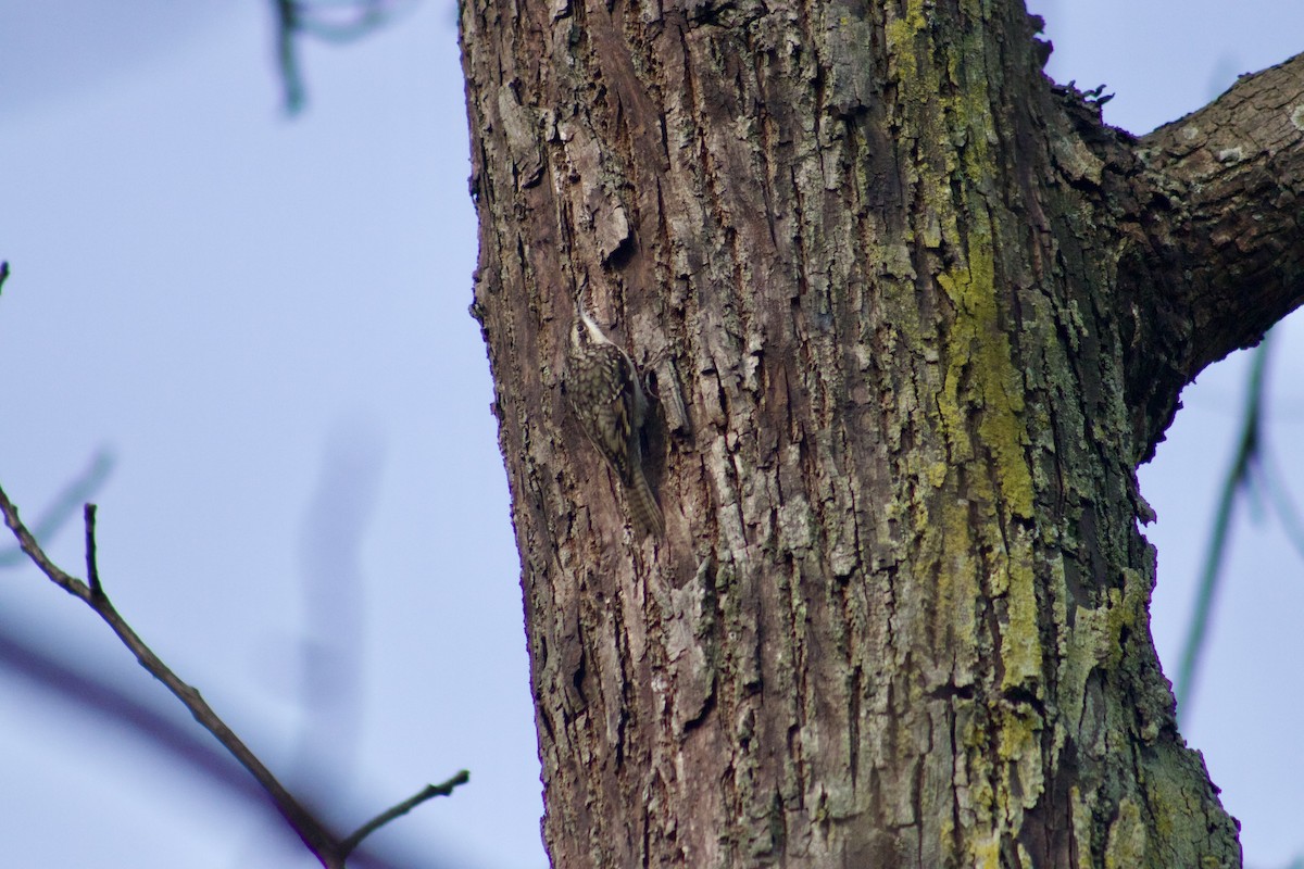 Bar-tailed Treecreeper - ML612818806