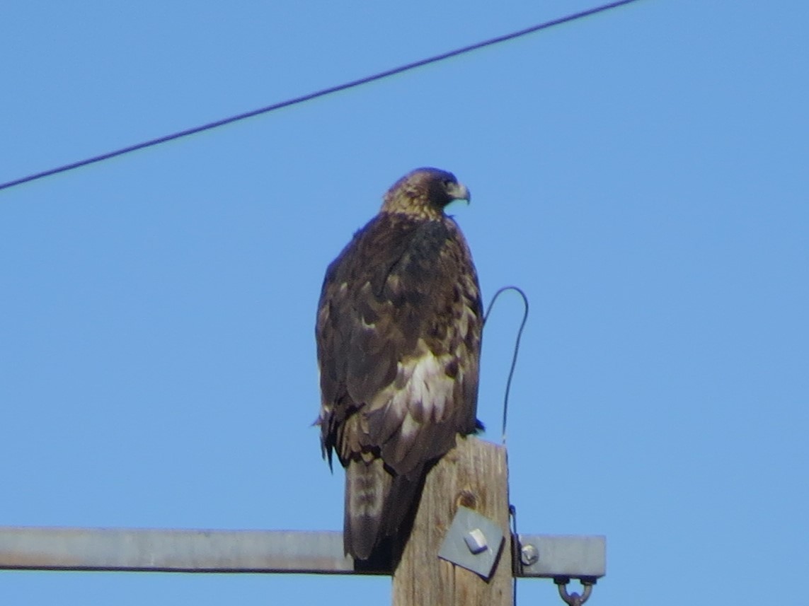 Aquila reale - ML612818812