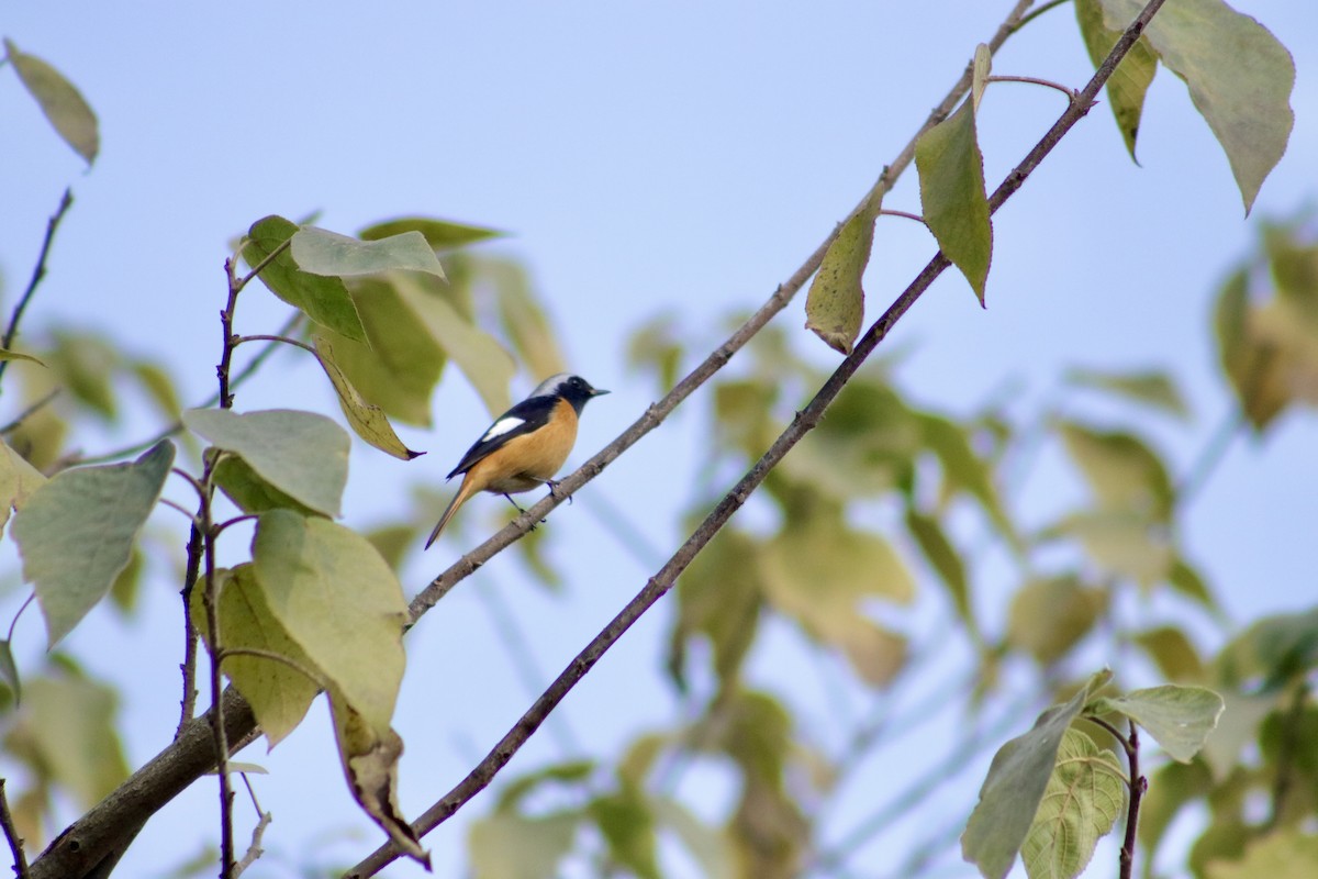 Daurian Redstart - ML612818814