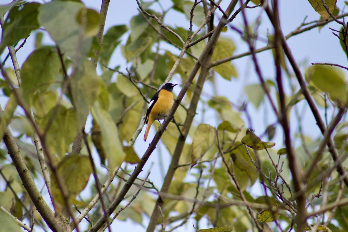 Daurian Redstart - ML612818822