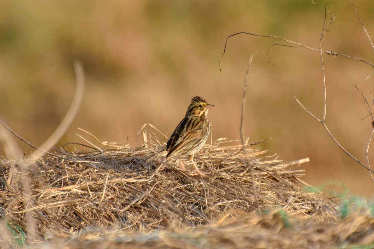 Savannah Sparrow - Dawn S