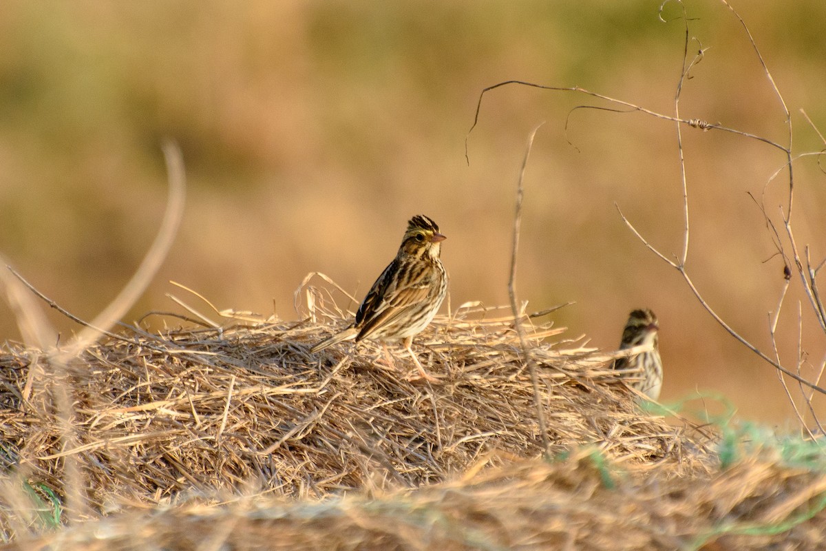 Savannah Sparrow - Dawn S