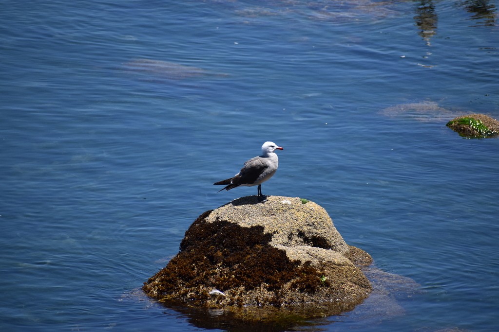 Heermann's Gull - ML612818839