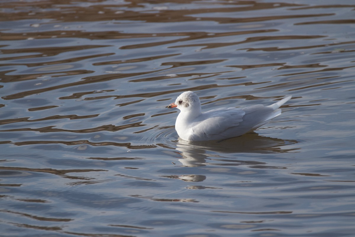 Mediterranean Gull - ML612818859