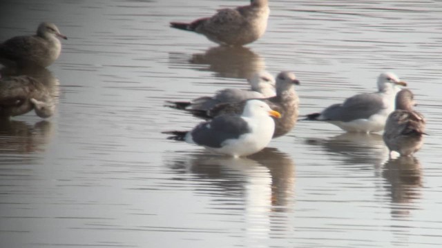 Western Gull - ML612818867