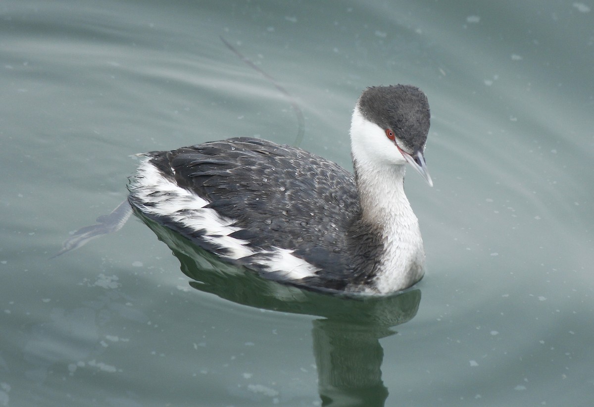 Horned Grebe - Esme Rosen