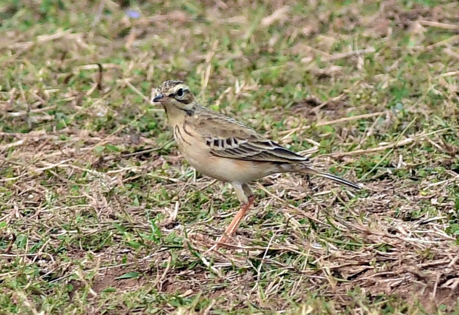 Tawny Pipit - ML612818917