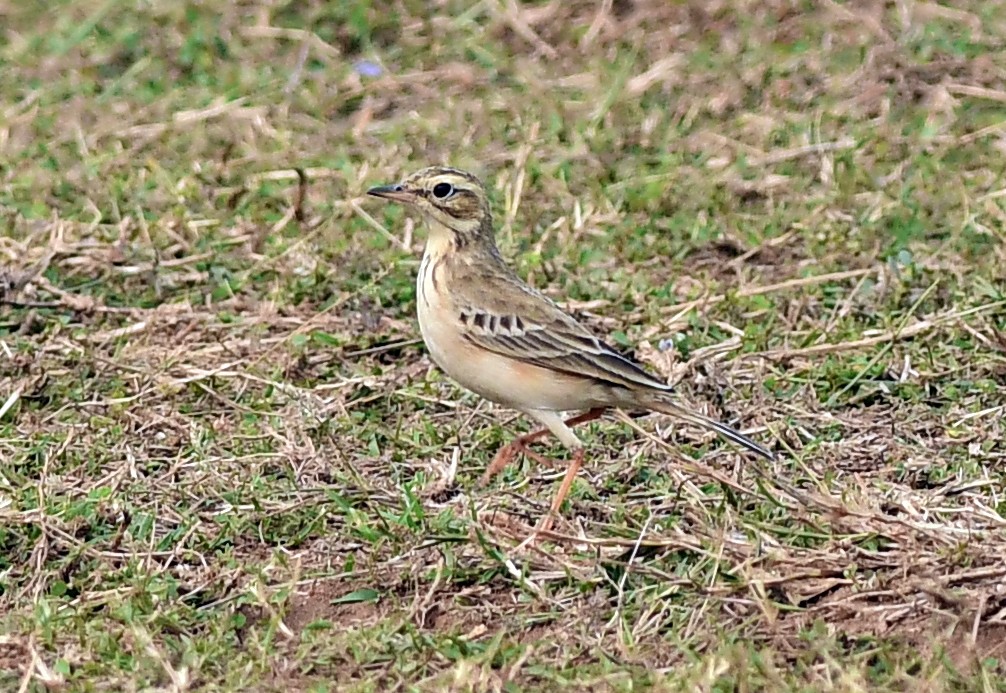 Tawny Pipit - ML612818918