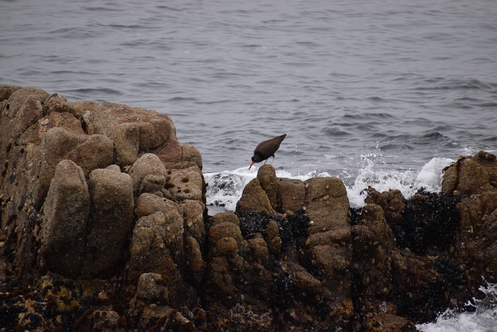 Black Oystercatcher - ML612818963