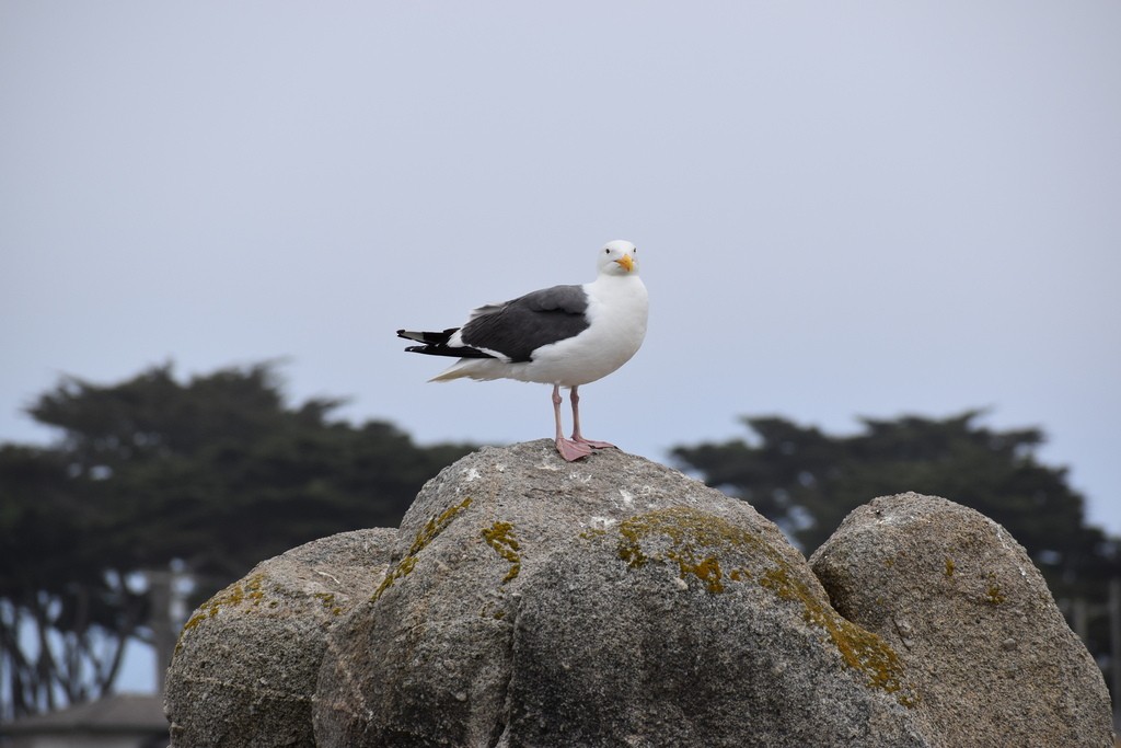 Goéland d'Audubon - ML612818965