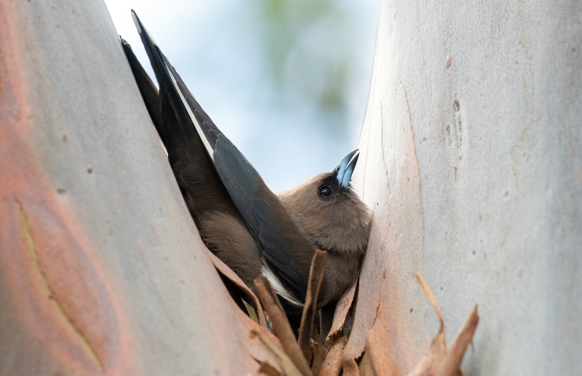 Dusky Woodswallow - ML612818966