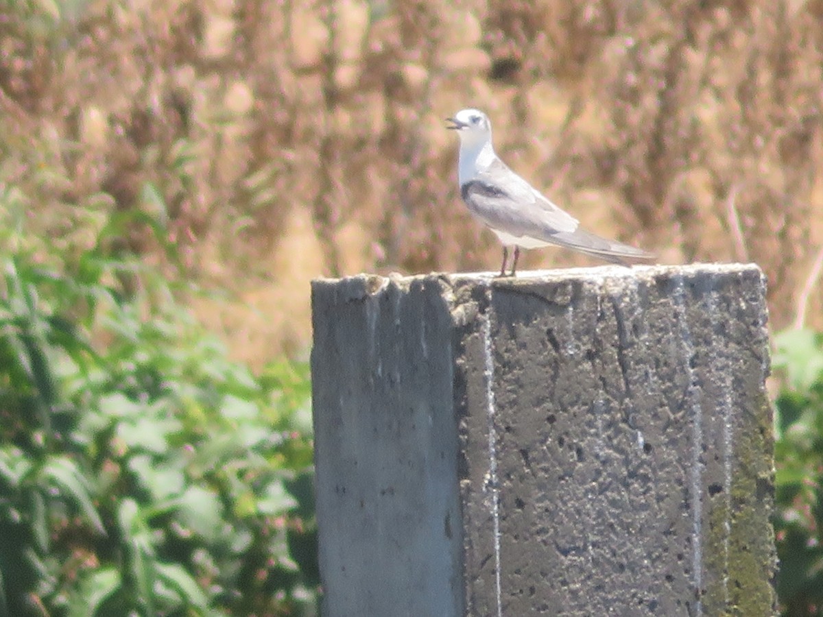 tanımsız Chlidonias sp. - ML612819020