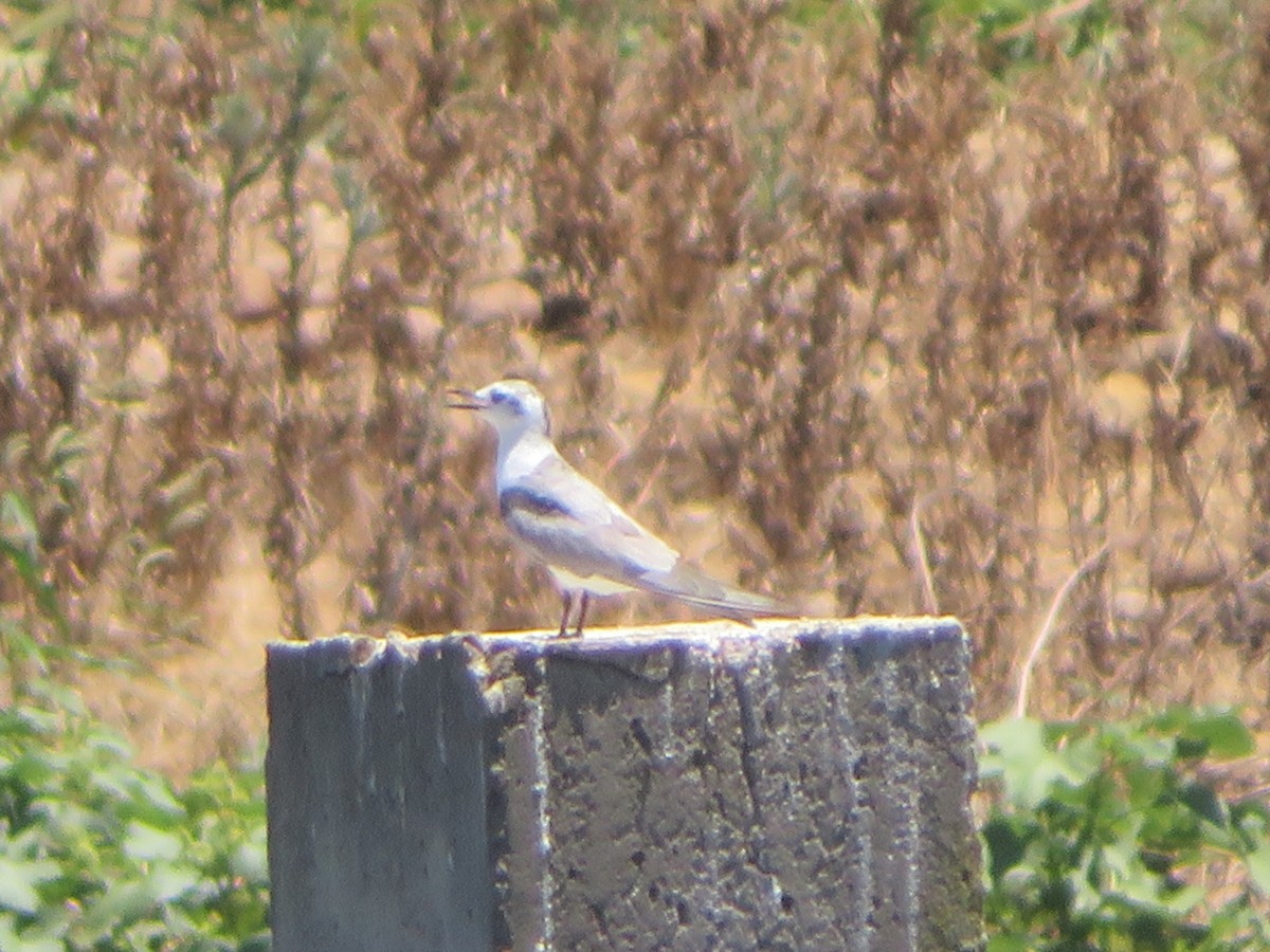 tanımsız Chlidonias sp. - ML612819024