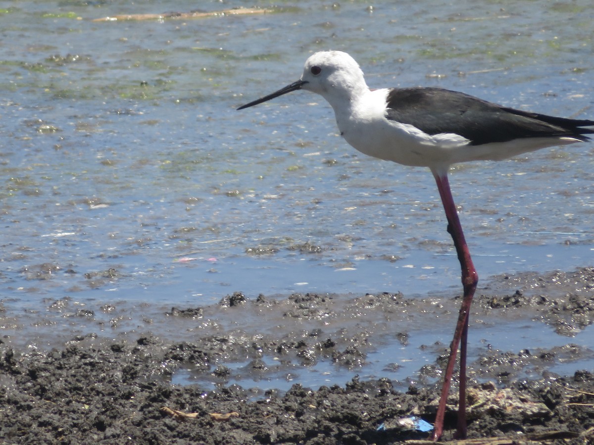 Black-winged Stilt - ML612819026