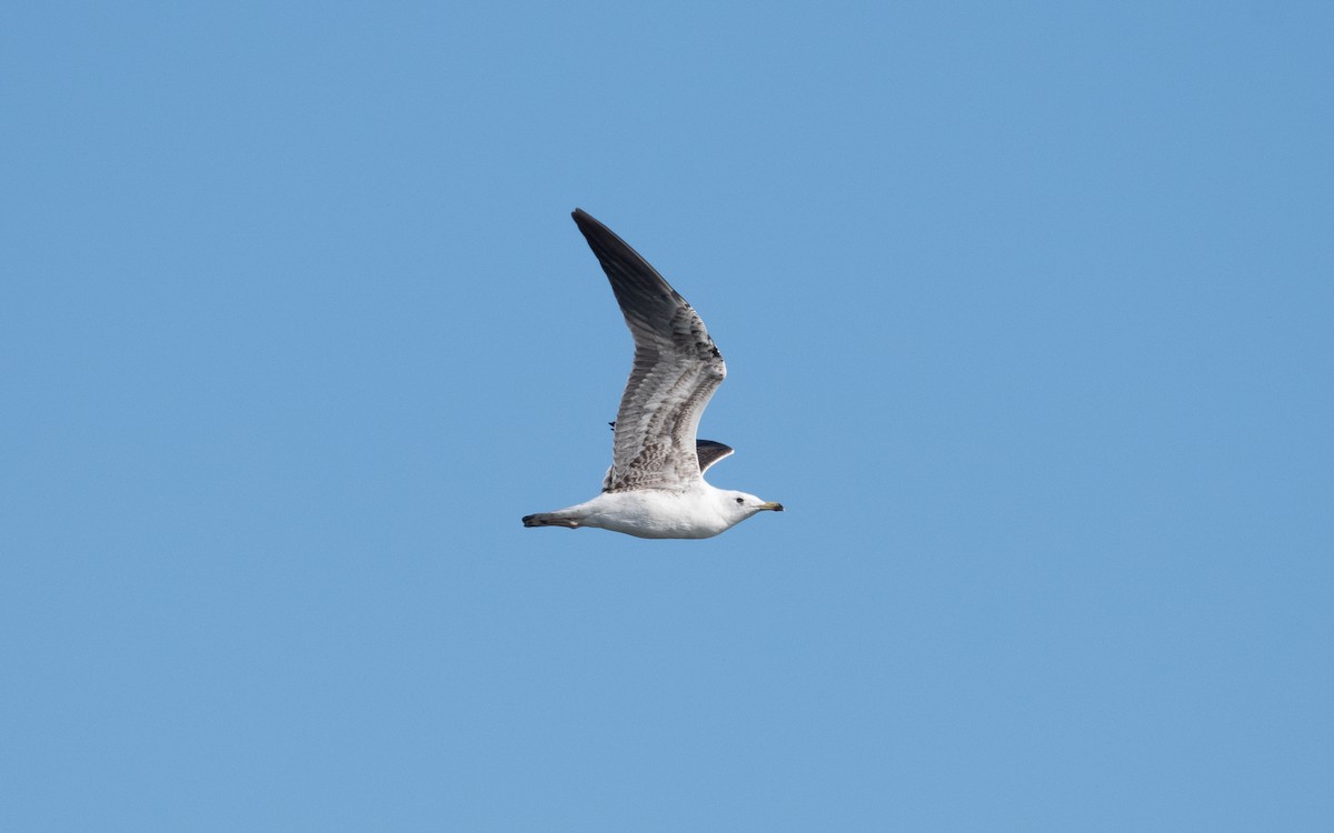 Lesser Black-backed Gull (fuscus) - ML612819029