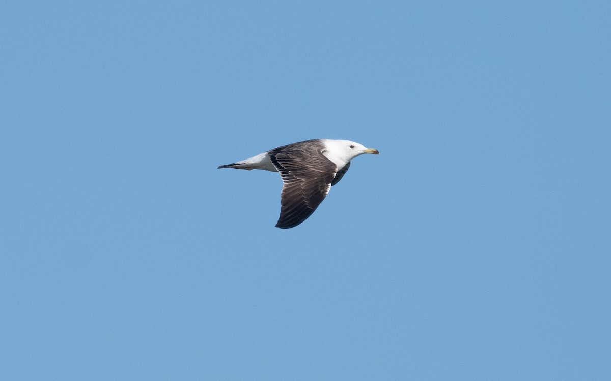 Lesser Black-backed Gull (fuscus) - ML612819030