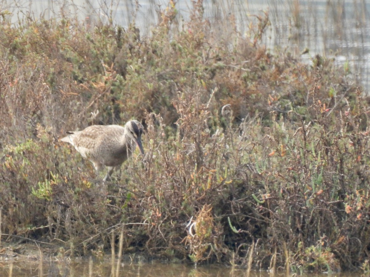 Whimbrel - ML612819113