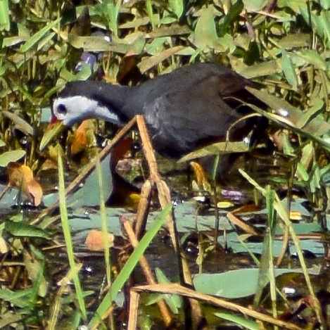 White-breasted Waterhen - Robin Cupp