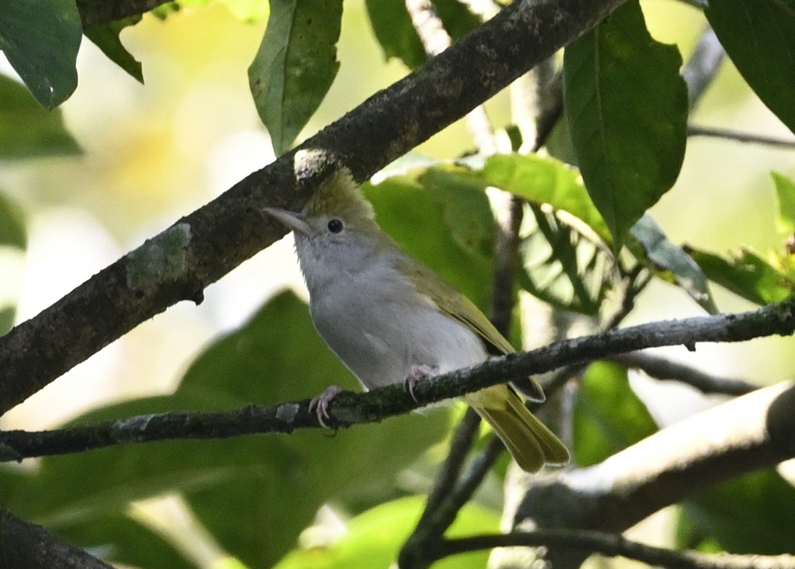 White-bellied Erpornis - ML612819284