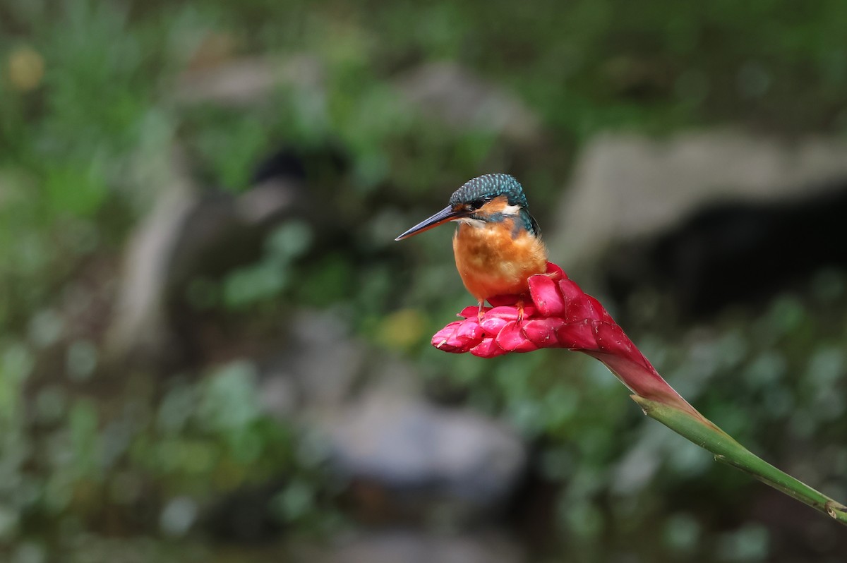 Common Kingfisher - Fadzrun A.