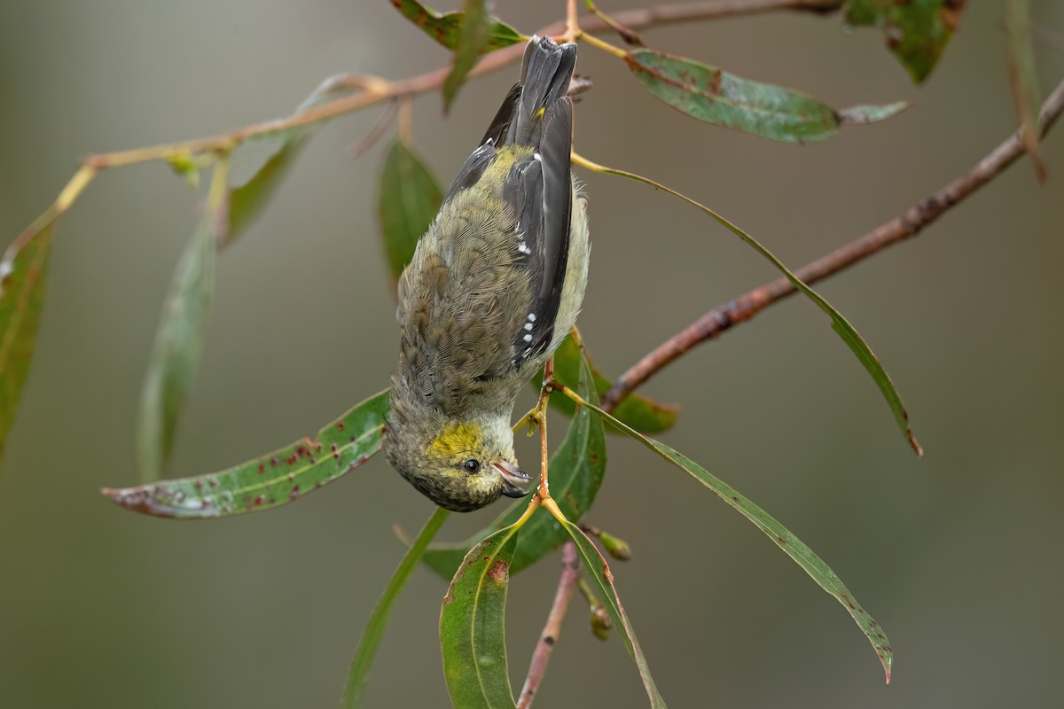 Forty-spotted Pardalote - David Irving