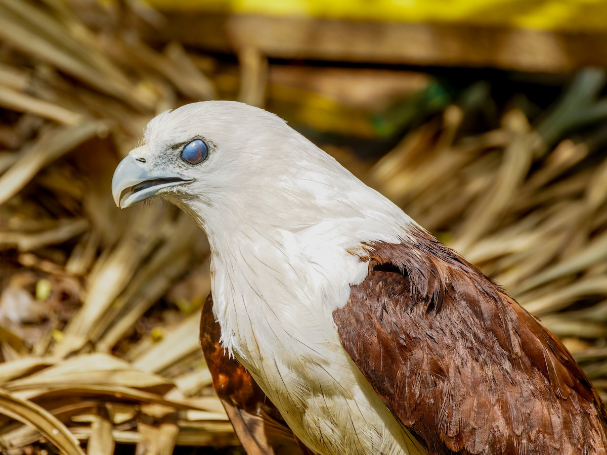 Brahminy Kite - ML612819495