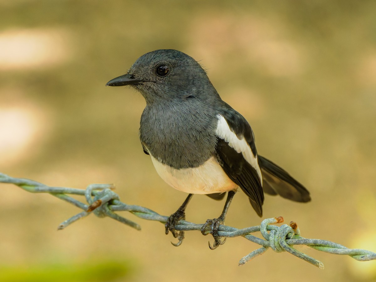 Philippine Magpie-Robin - Justine Albao