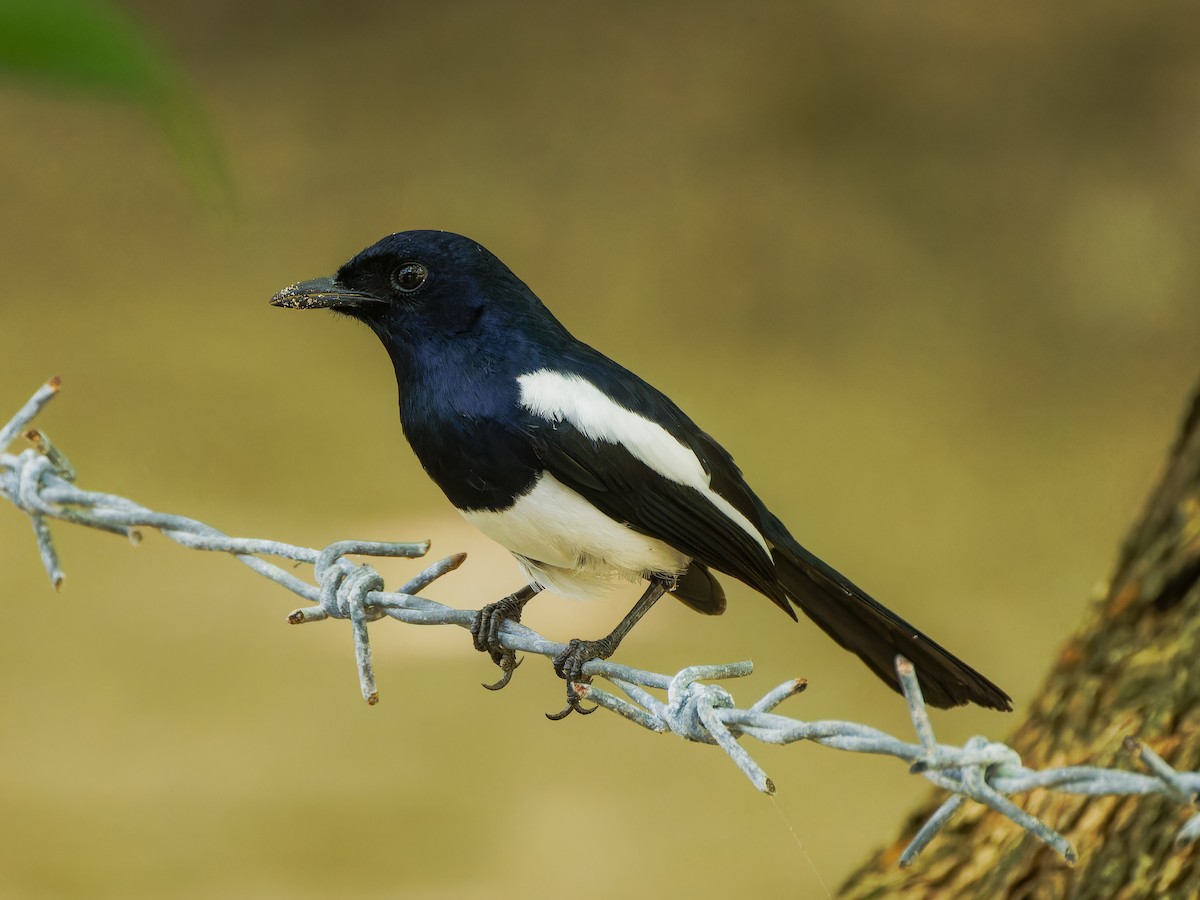 Philippine Magpie-Robin - ML612819516