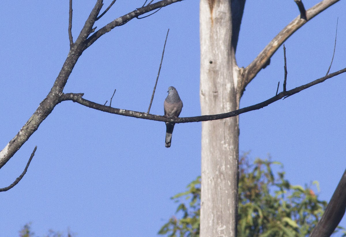 Peaceful Dove - ML612819566