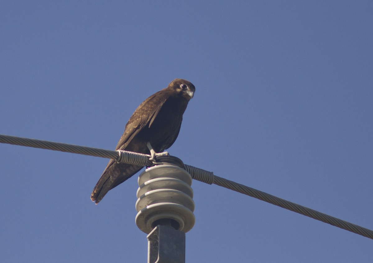 Brown Falcon - Greg McLachlan