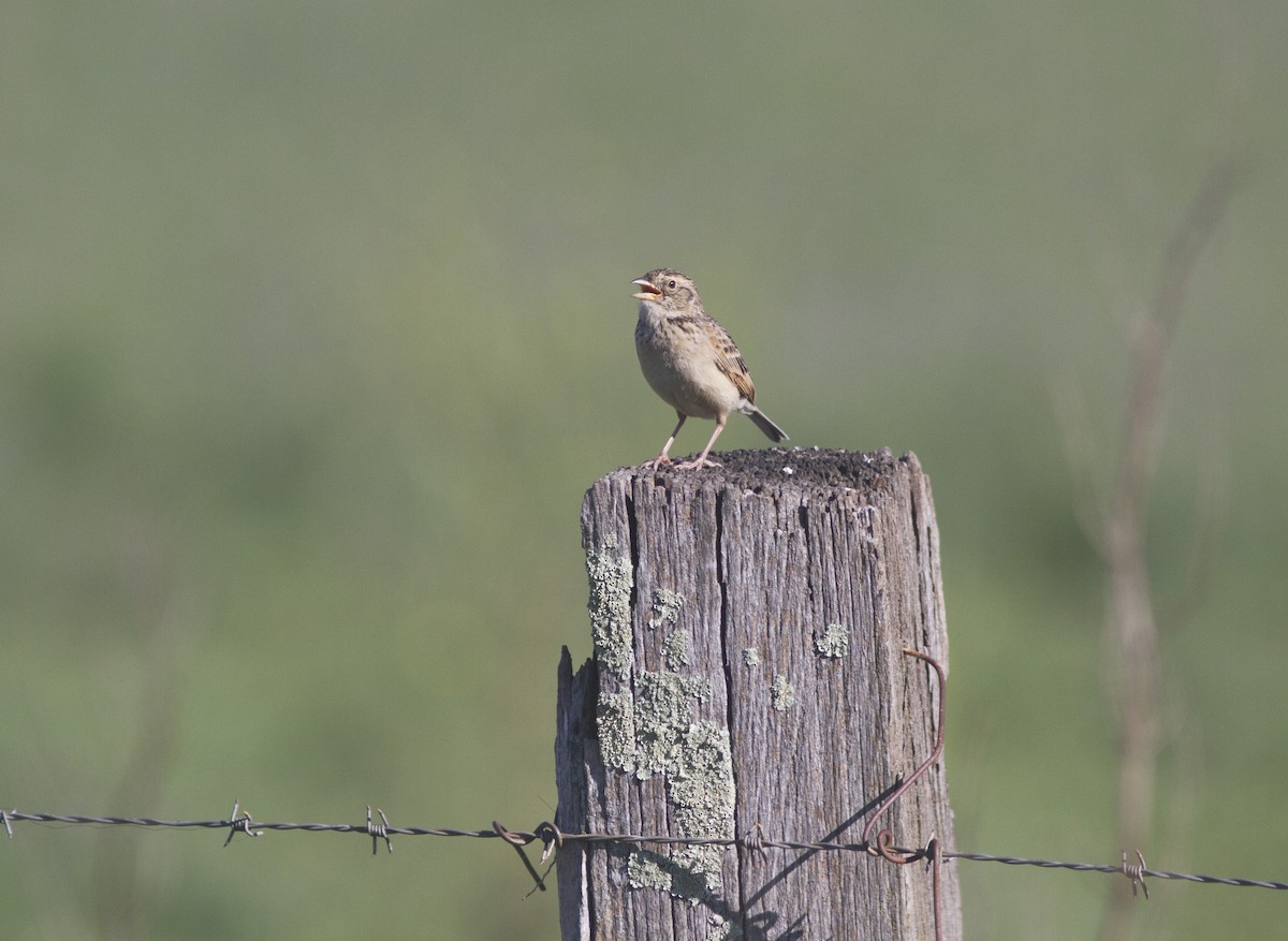 Singing Bushlark (Australasian) - ML612819580