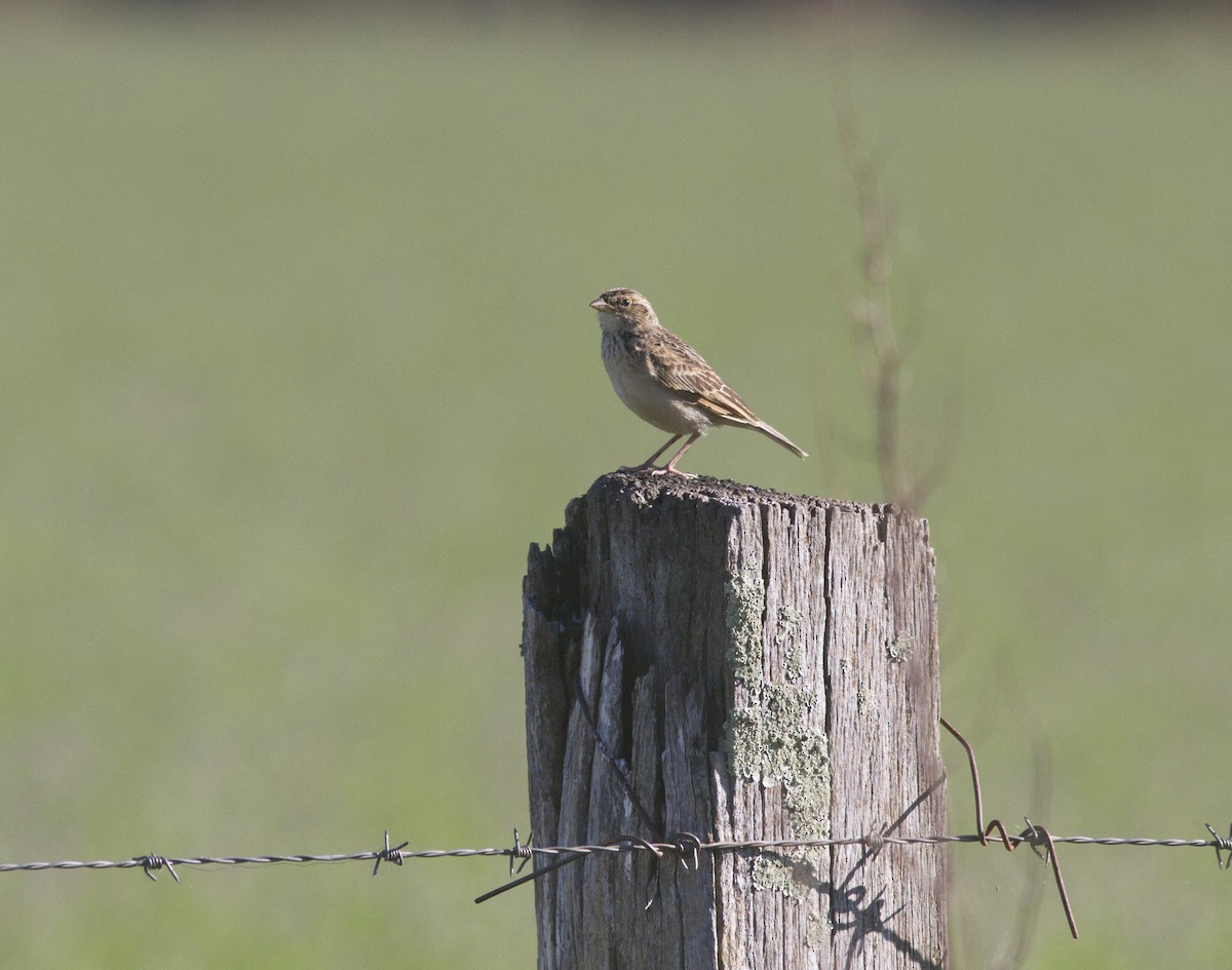 Singing Bushlark (Australasian) - Greg McLachlan