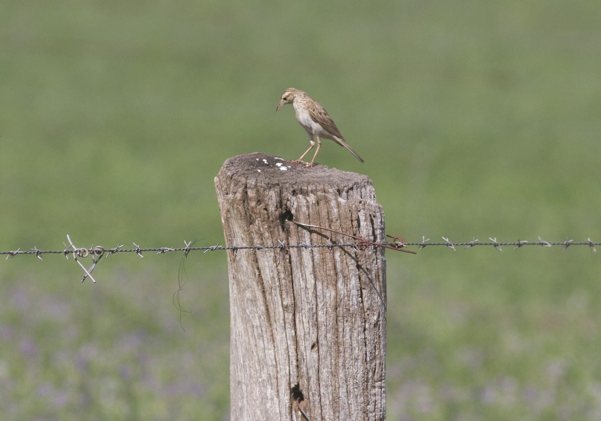 Australian Pipit - Greg McLachlan