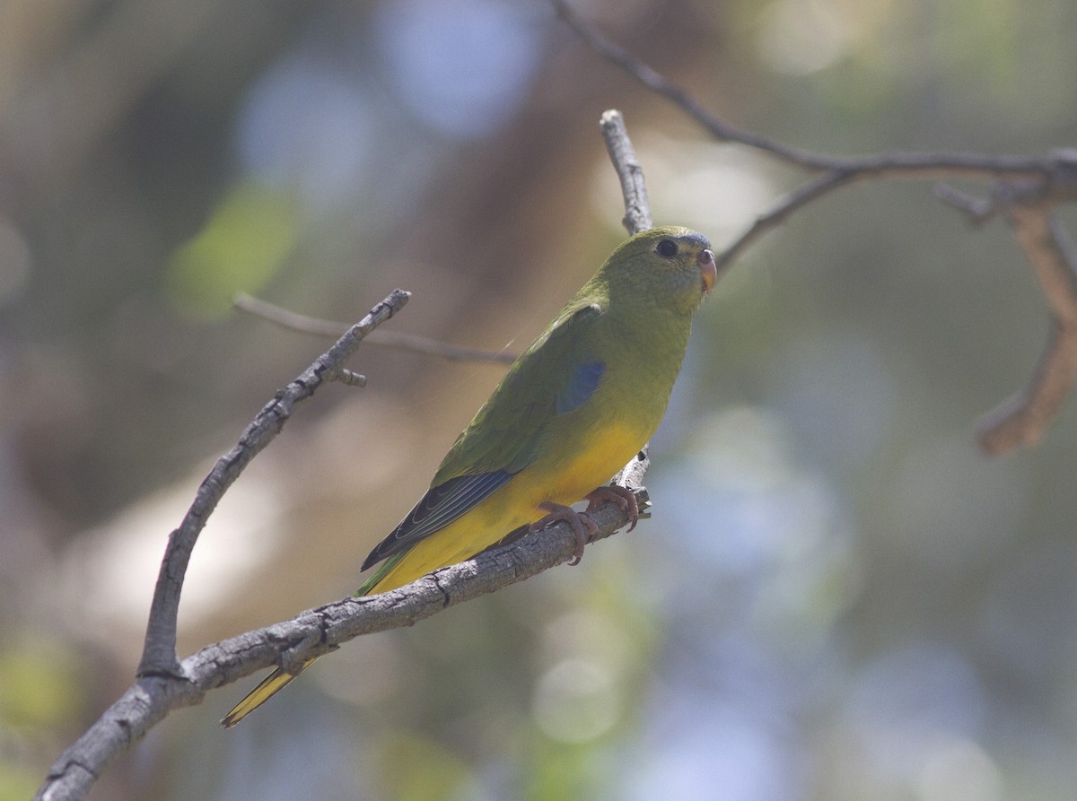 Turquoise Parrot - ML612819612