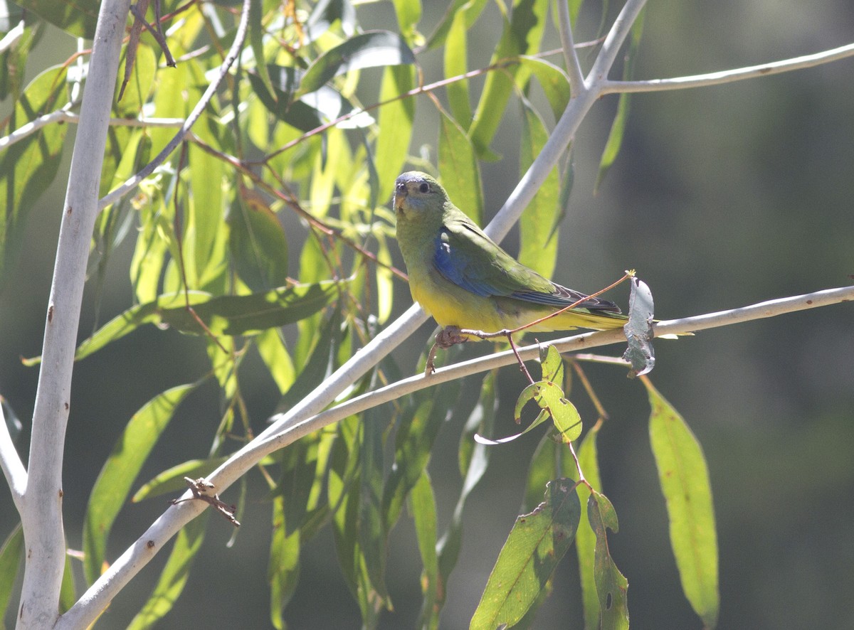 Turquoise Parrot - ML612819613