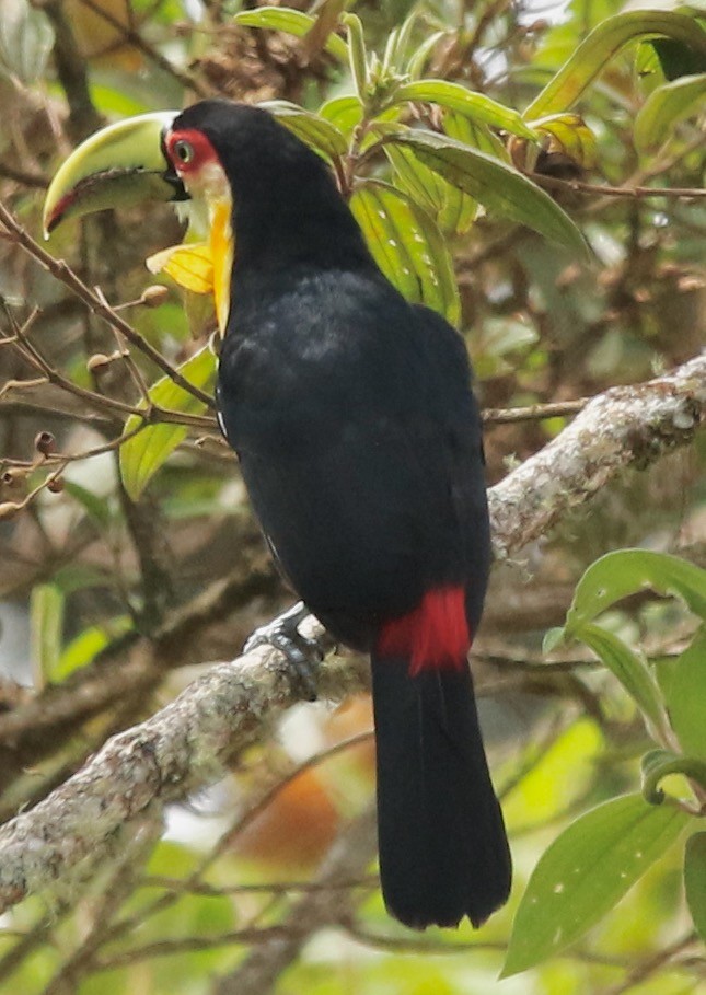 Red-breasted Toucan - ML612819638