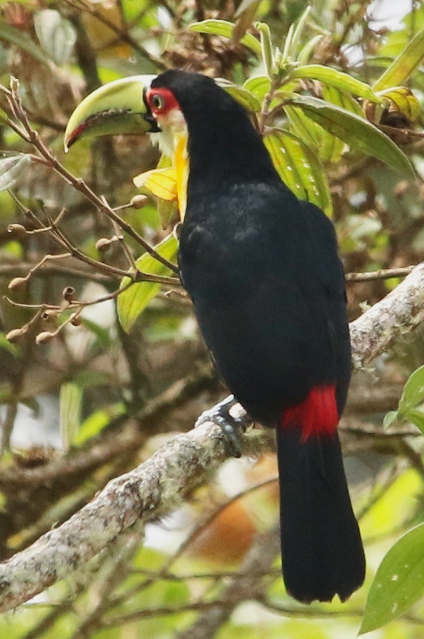 Red-breasted Toucan - ML612819639