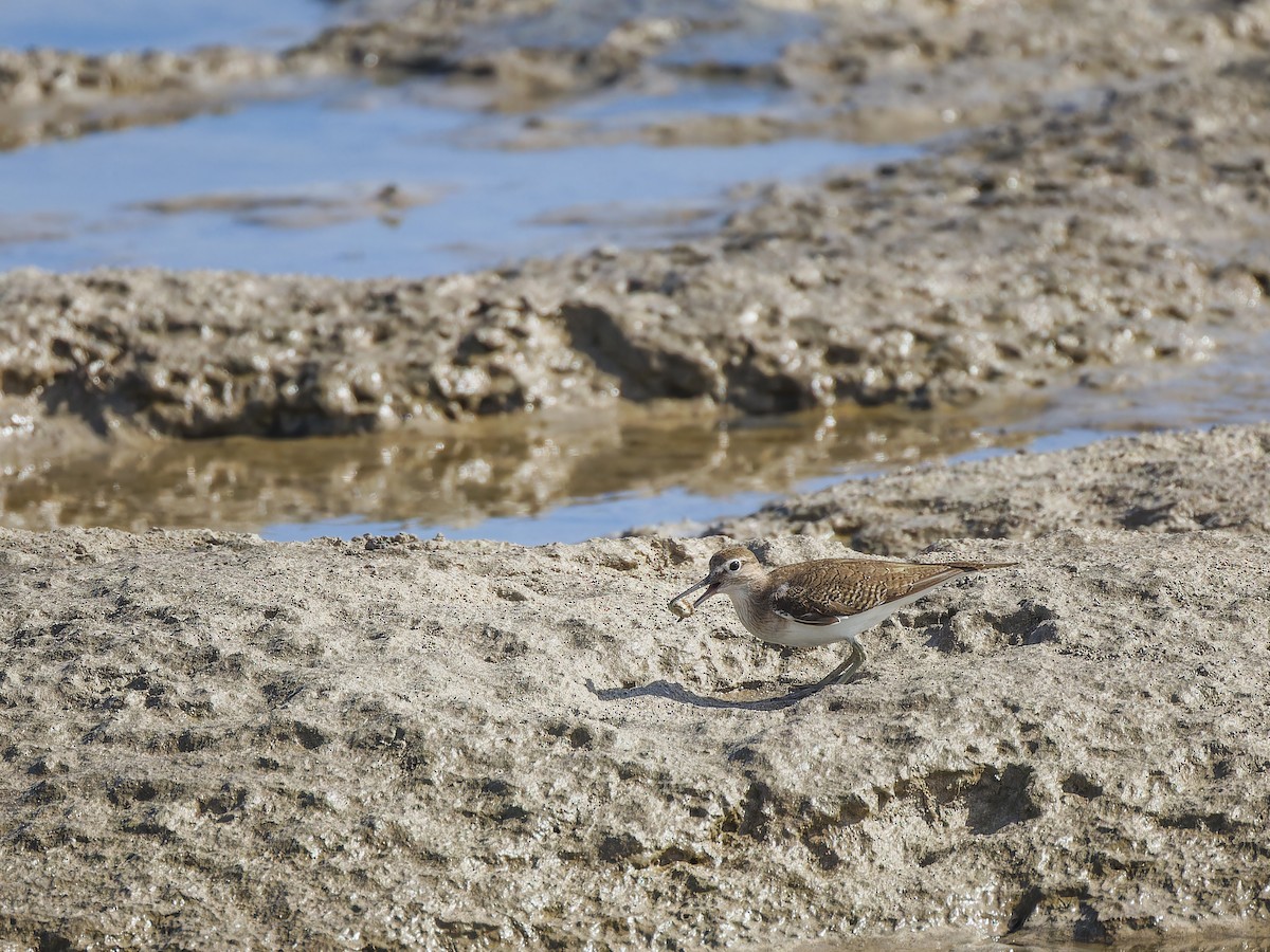 Common Sandpiper - ML612819697