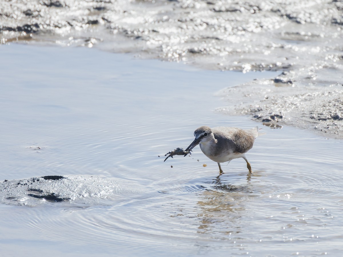 Gray-tailed Tattler - ML612819698