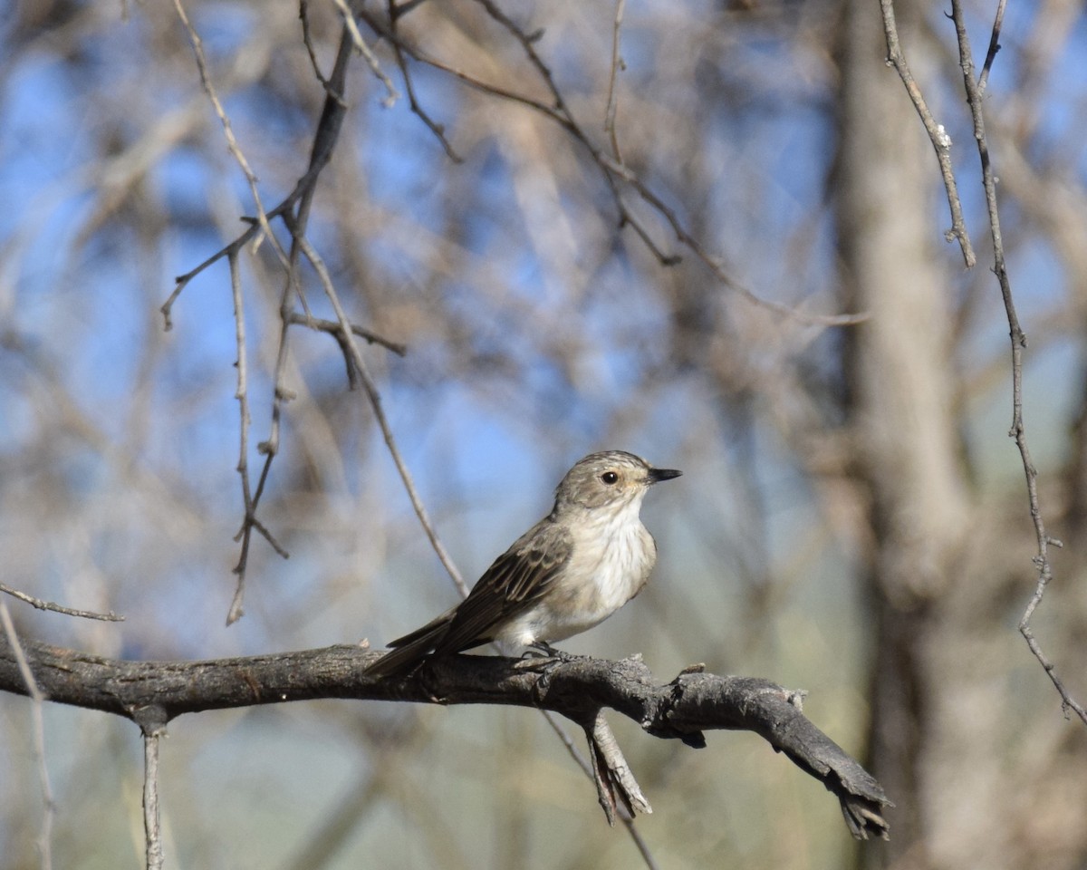 Spotted Flycatcher - ML612819731